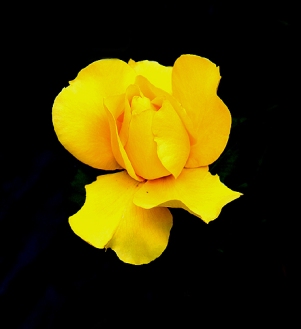 Yellow_Flower