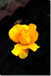 yellow_Flower